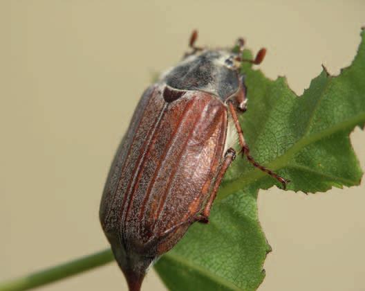 Májusi cserebogár, az alma egyik kártevője. Virágzás időszakában figyeljünk rá! Mire kell figyelni? Általános tippek, tanácsok. 
