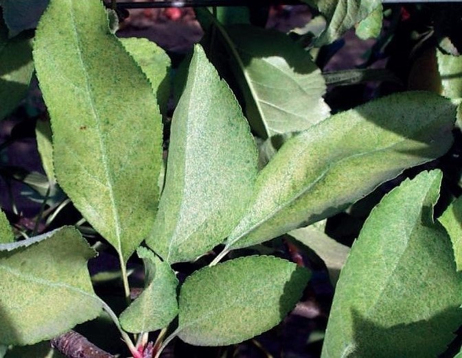 A kertben gyakran megjelenő atkafajok közül a piros gyümölcsfa-takácsatka igen veszélyes. A levélen elszíneződést okoz. Mire kell figyelni? 