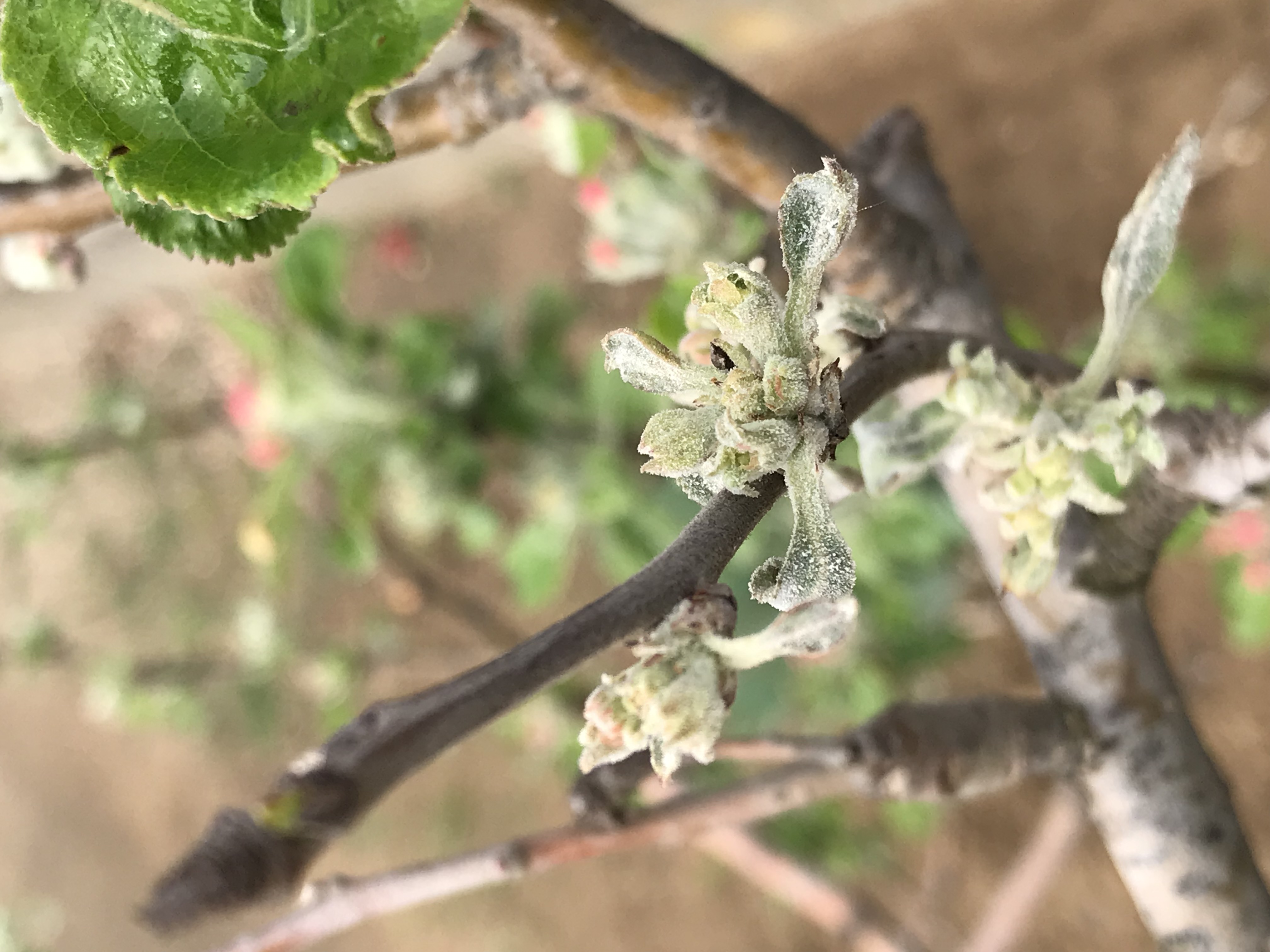 Fehéres levél? Az alma lisztharmat megjelenése: kárkép, valamint védekezési és megelőzési tippek.
