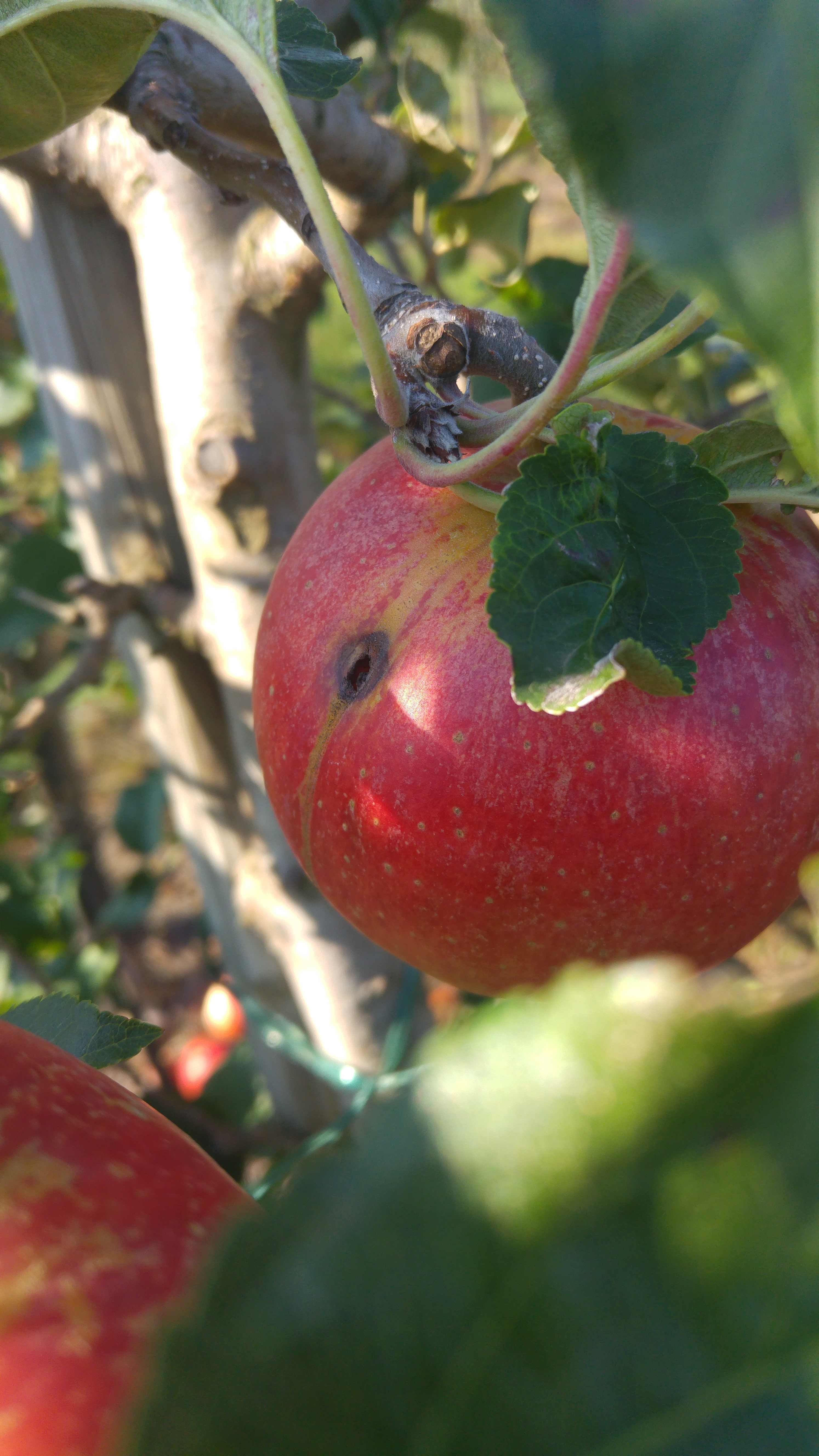 Almamoly kártétele