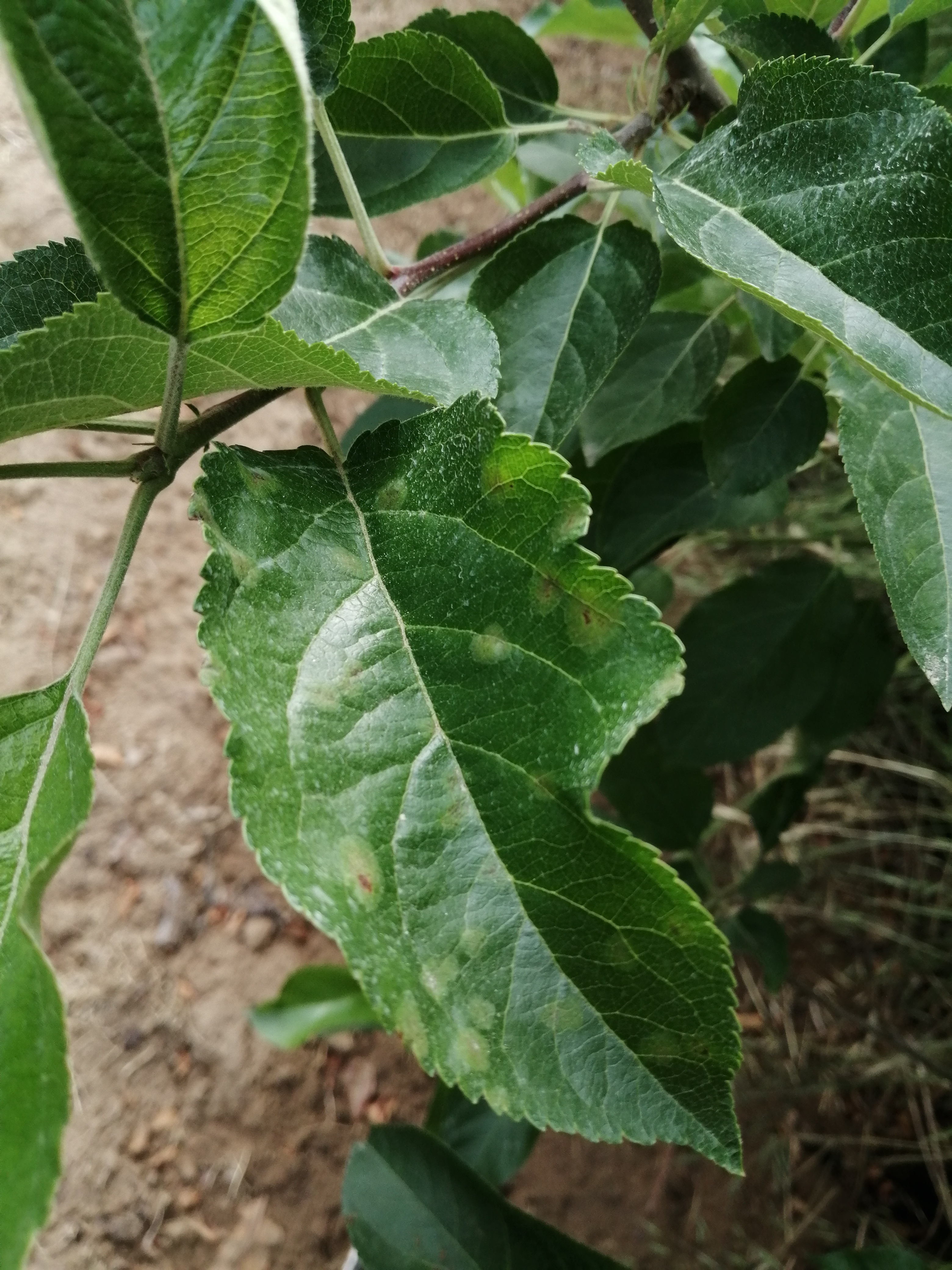 Az alma elhalása: az almavarosodás tünetei a levélen. Hogyan előzzük meg? Mi a teendő? Kórkép, valamint védekezési és megelőzési tippek.