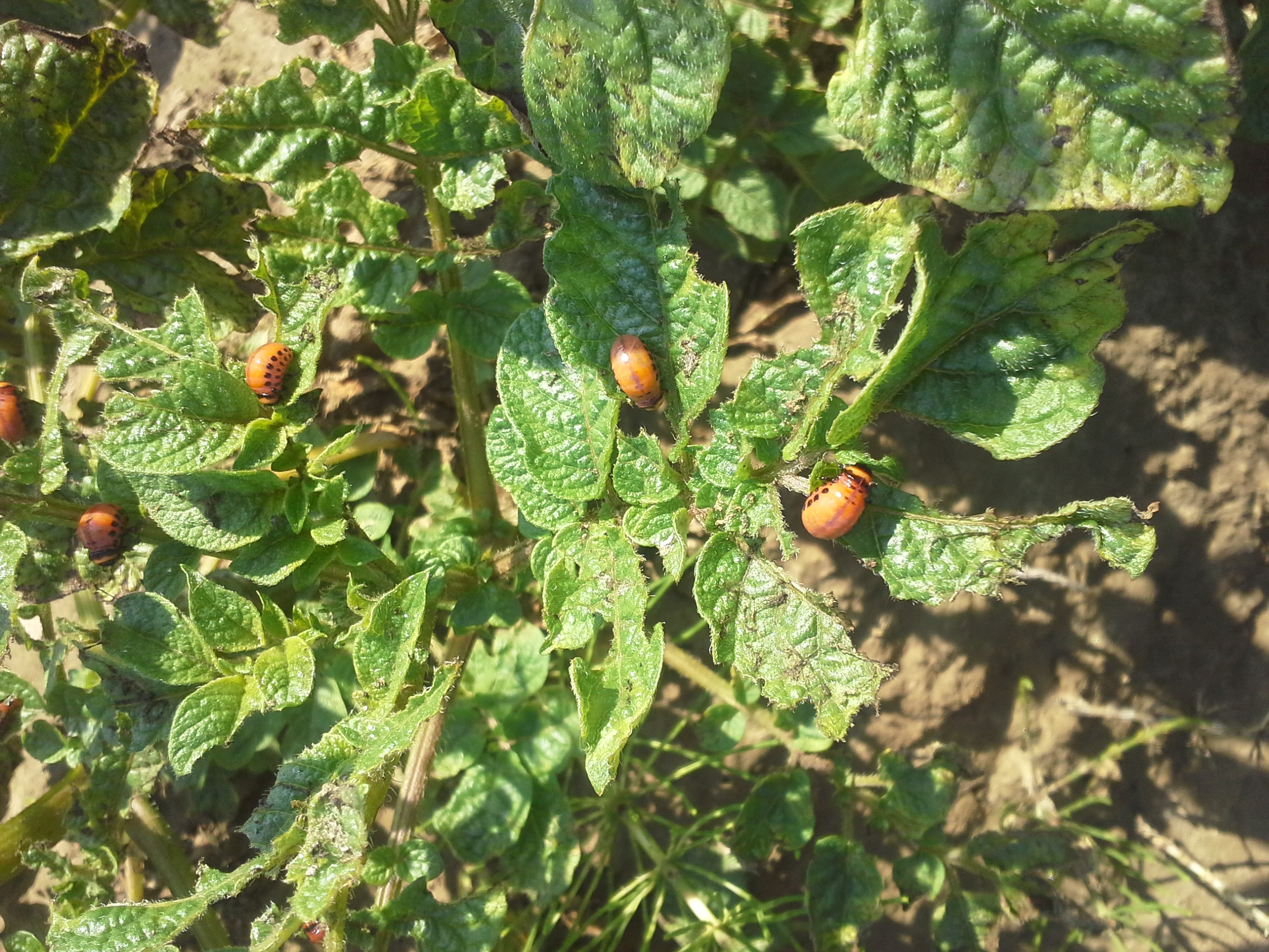 Burgonyabogár lárvái a levélen: kárkép, valamint védekezési és megelőzési tippek.