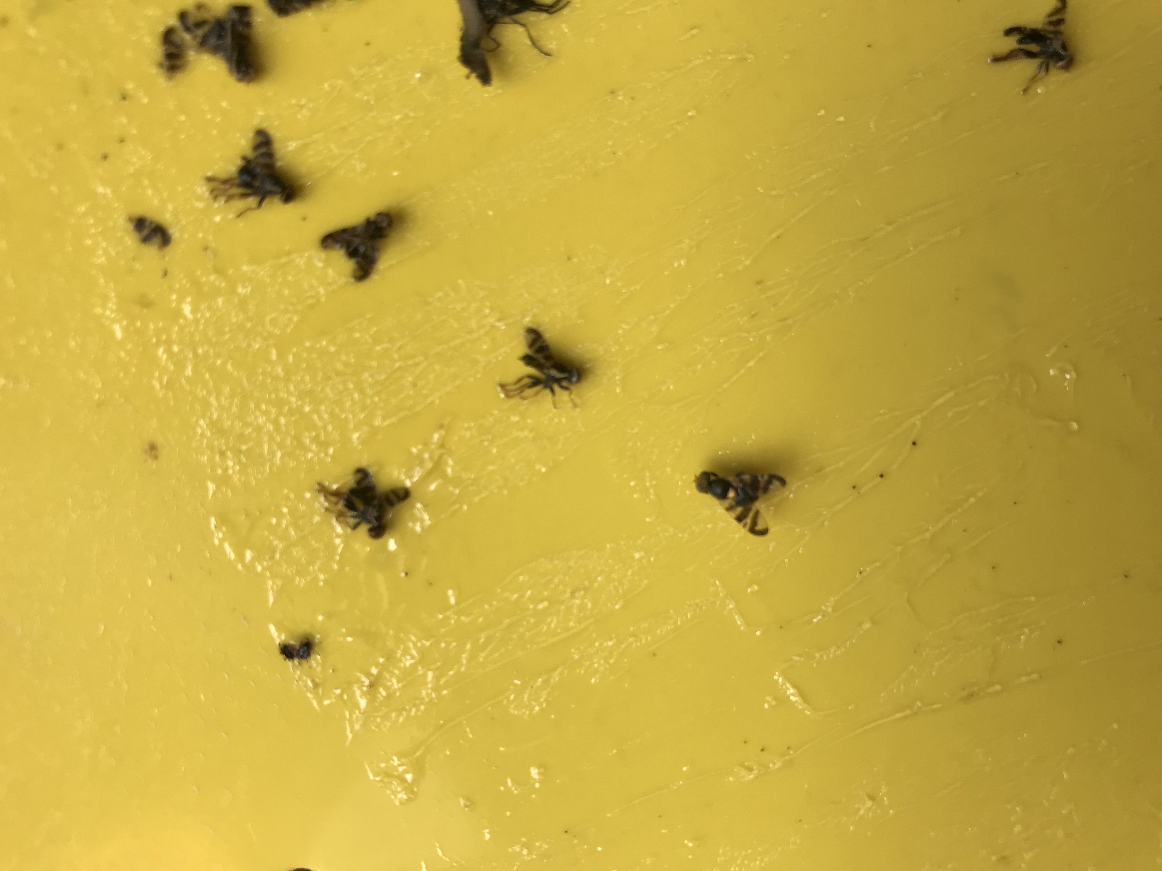 A cseresznyelégy közelről fotózva. Kárkép, valamint védekezési és megelőzési tippek.