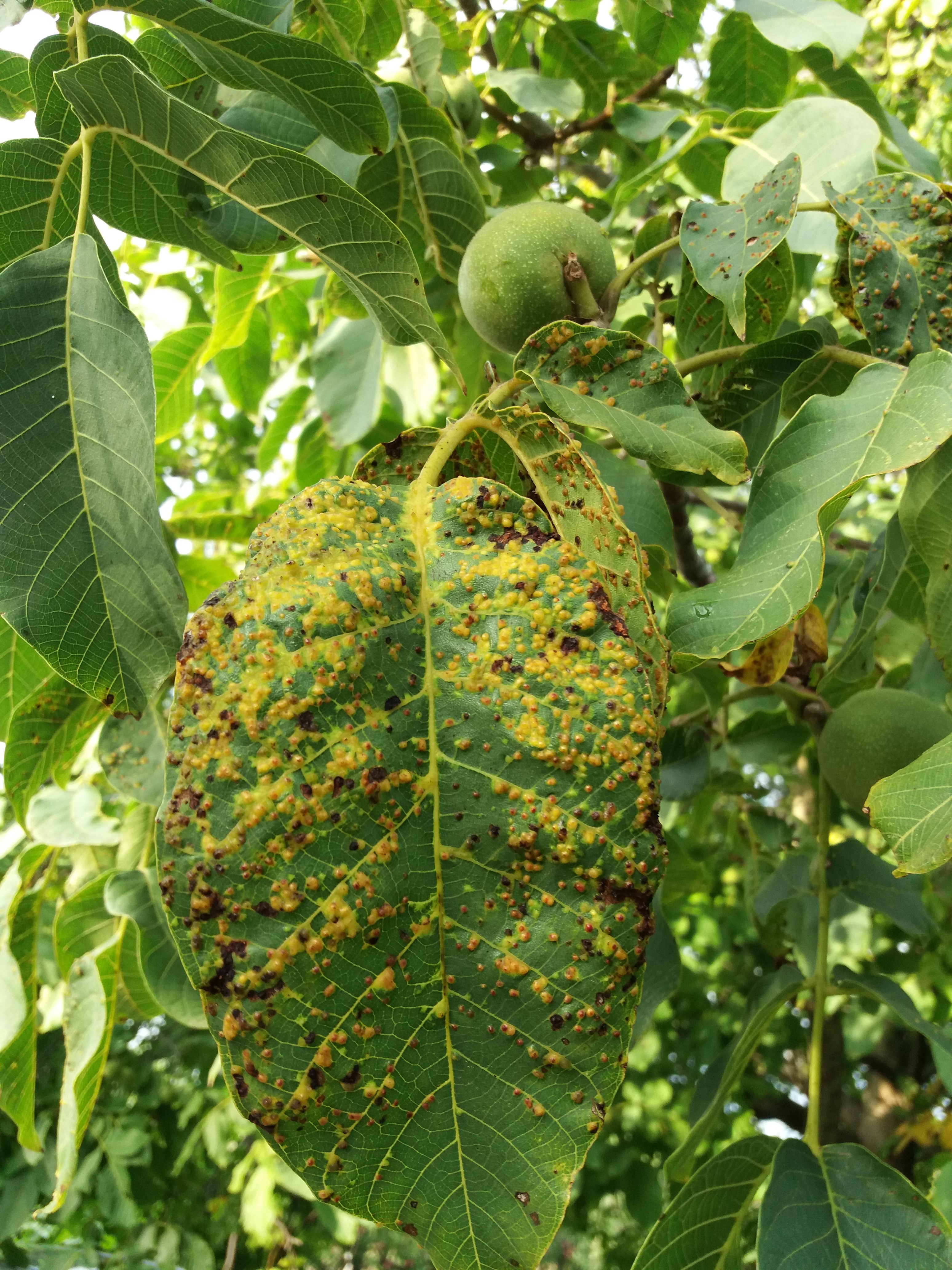 A nemezes gubacsatka okozta károk a diófa levelén: sárgás és barnás pöttyök. Kiírtása, hasznos tanácsok az oldalon. 