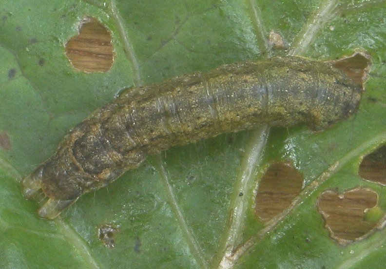 A káposzta-bagolylepke hernyója igen veszélyes. Kárkép, valamint védekezési és megelőzési tippek.