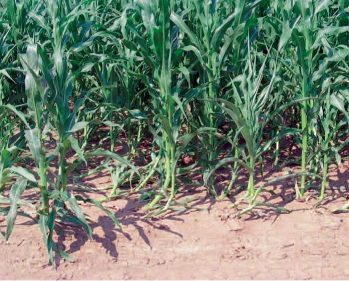 A kukoricabogár okozta kukoricatő-betegség. Kárkép, hasznos tippek. 
