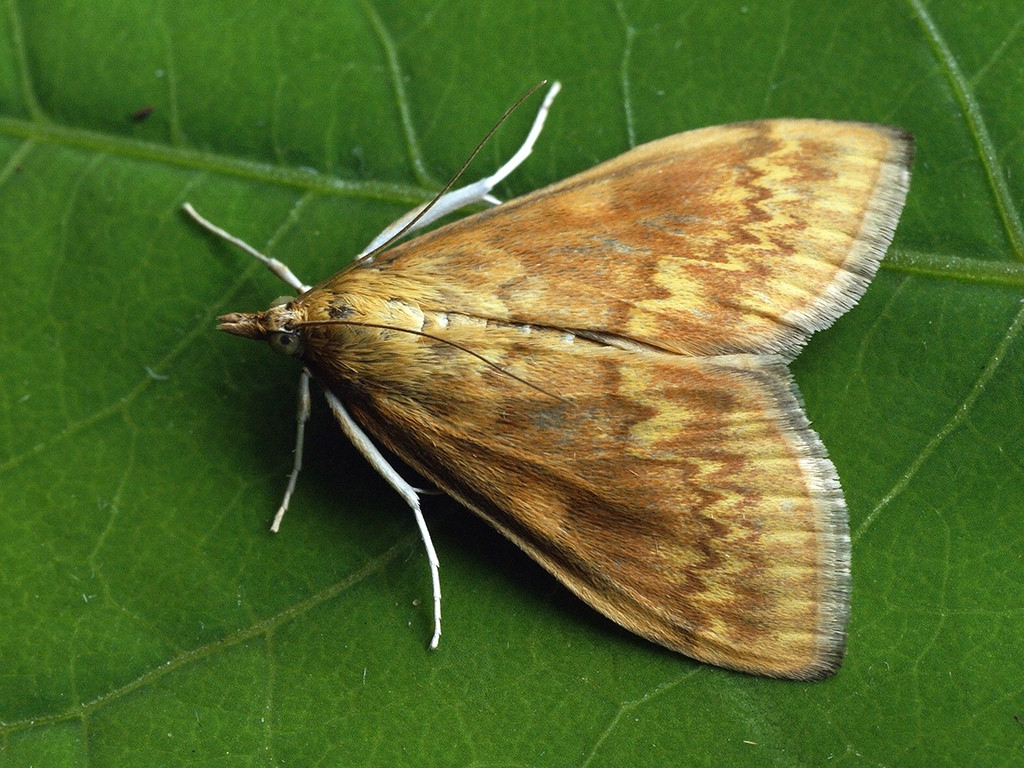 A kukoricamolylepke okozta károk és problémák. Mire figyeljünk oda? Mik a tünetek?