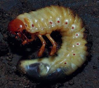 Pajor kukac – az almafa egyik kártevője. Virágzási időszakban érdemes vele vigyázni.