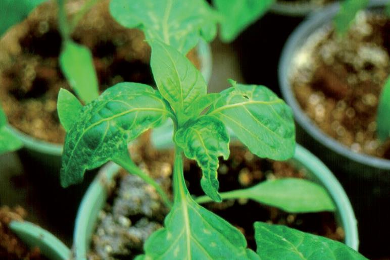 Nyugati virágtripsz: hogyan kerüljük el a tripszes paprikát? Kárkép, valamint védekezési és megelőzési tippek.