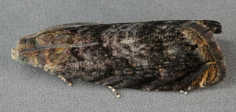 A szilvamoly: mire figyeljünk oda? Kárkép, valamint védekezési és megelőzési tippek.