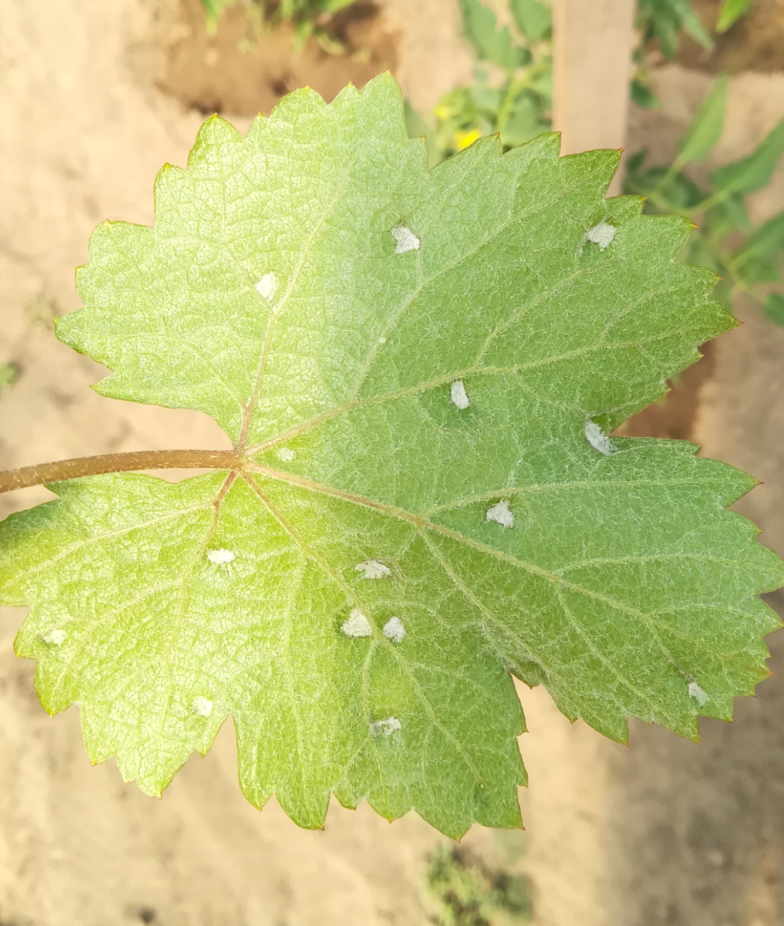 Az atka kártevők közül a szőlő-gubacsatka különösen veszélyes. Mit kell tudni az atka kártételéről?