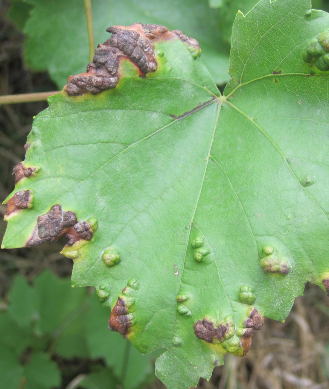 A nemezes gubacsatka okozta károk a levélen. Mit kell tudni az atka kártételéről?