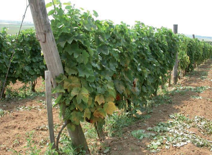 A szilvatakácsatka okozta károk. Kárkép, valamint védekezési és megelőzési tippek.