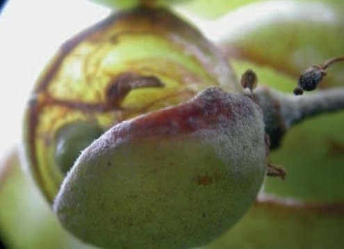Szőlő lisztharmat a termésen. Kórkép, valamint védekezési és megelőzési tippek.