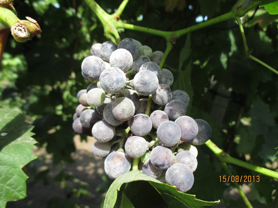 szőlő lisztharmat fürtön