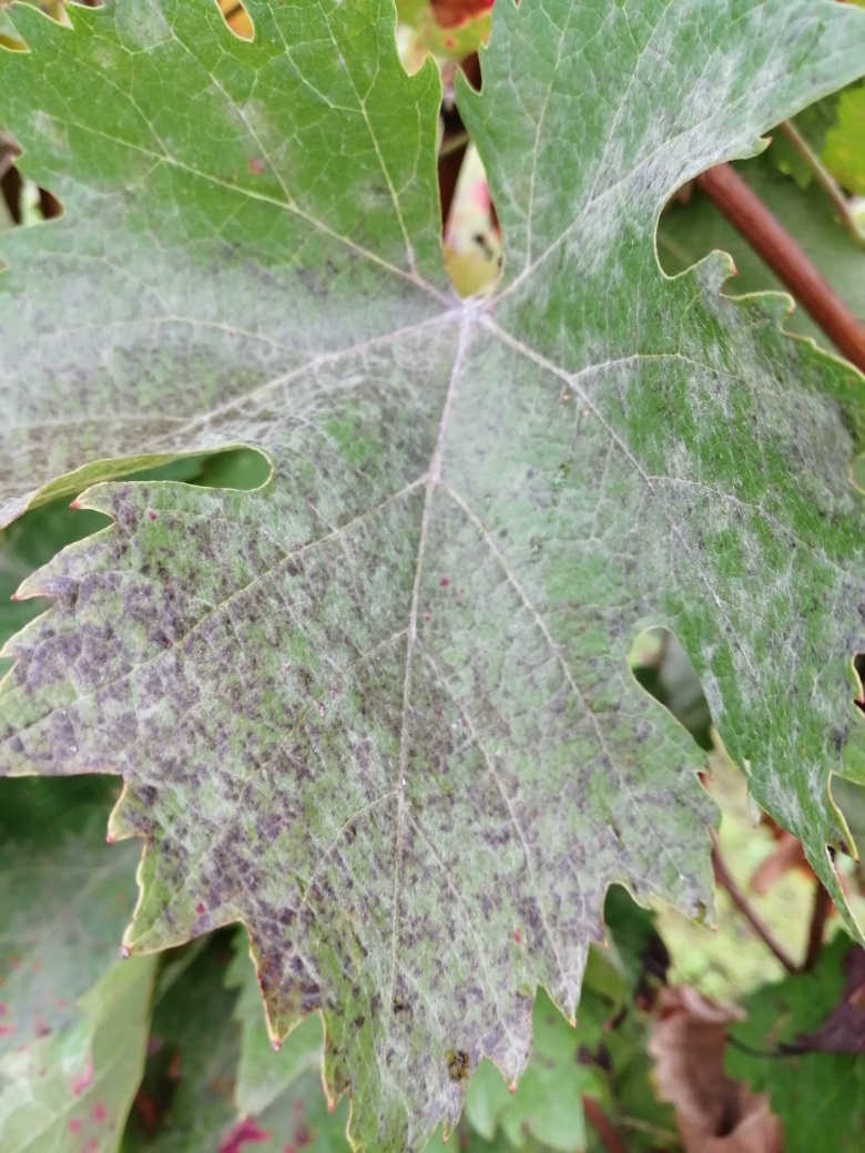 szőlőlisztharmat levélen