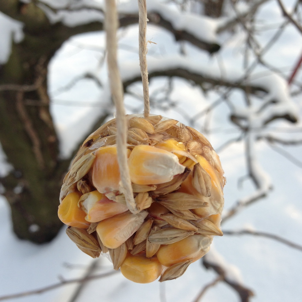 Virágok a faágon, decemberi teendőink a kiskertben: madáretetés és gyümölcsfák gondozásának hogyanja.