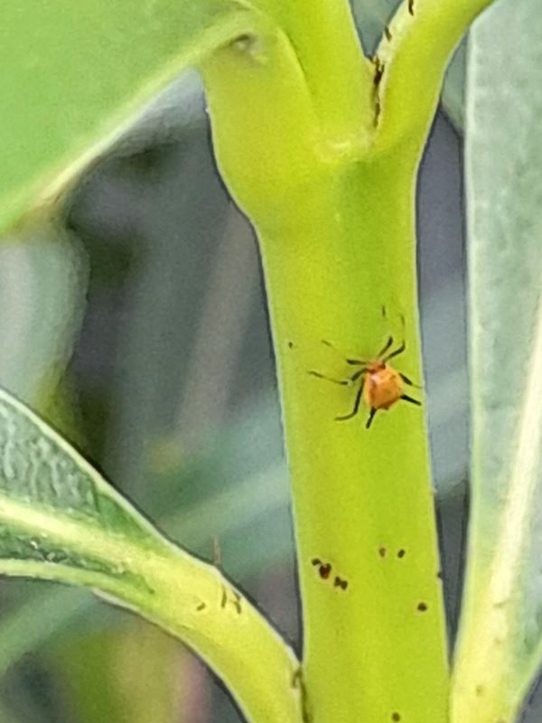 Aphidius colemani által parazitált levéltetvek 