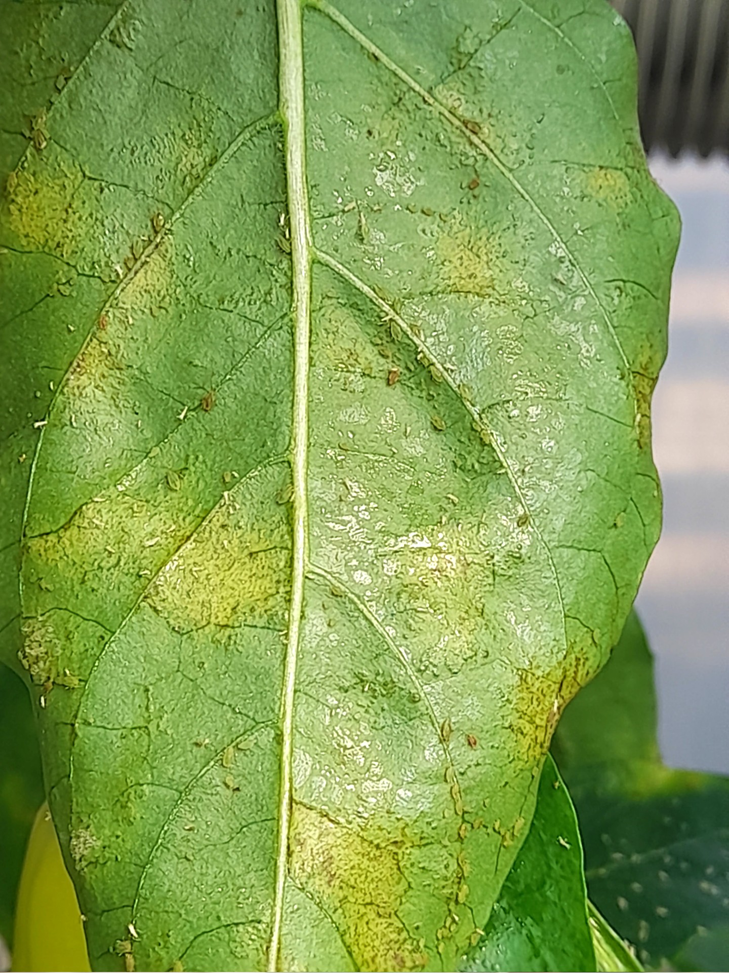 Aphidius colemani által parazitált levéltetvek 