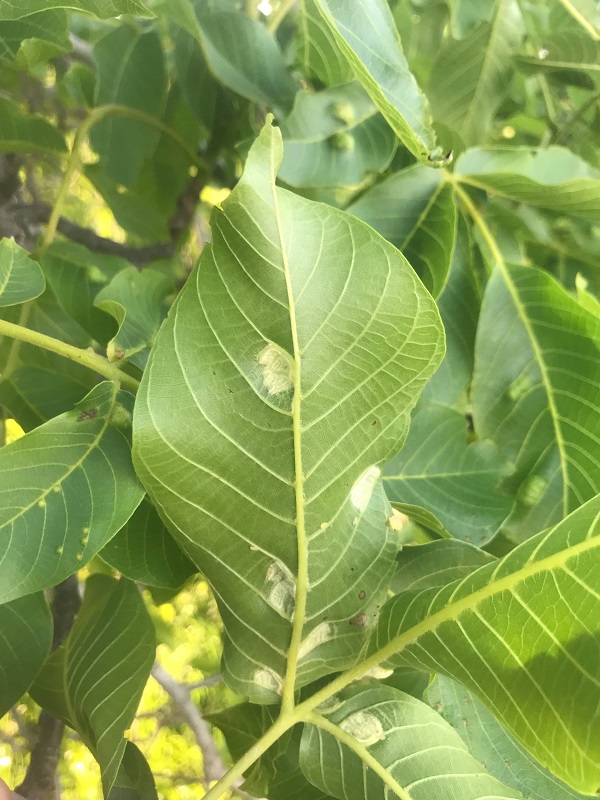 dió nemezes gubacsatka