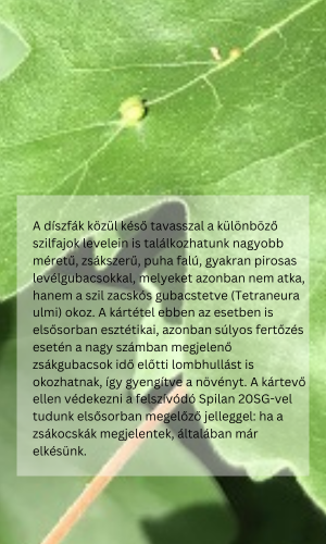 A díszfák közül késő tavasszal a különböző szilfajok levelein is találkozhatunk nagyobb méretű, zsákszerű, puha falú, gyakran pirosas levélgubacsokkal, melyeket azonban nem atka, hanem a szil zacskós gubacstetve (Tetraneura ulmi) okoz. A kártétel ebben az esetben is elsősorban esztétikai, azonban súlyos fertőzés esetén a nagy számban megjelenő zsákgubacsok idő előtti lombhullást is okozhatnak, így gyengítve a növényt. A kártevő ellen védekezni a felszívódó Spilan 20SG-vel tudunk elsősorban megelőző jelleggel: ha a zsákocskák megjelentek, általában már elkésünk.