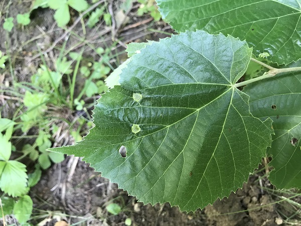 hárs nemezes gubacsatka kártétel
