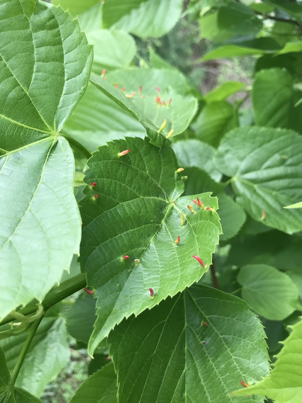 hárs gubacsatka kártétel