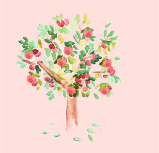 Az almafa gyümölcsözése. Mire kell figyelni? Hasznos információk.