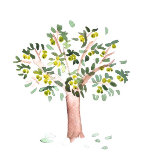 Az almafa sziromhullása. Mire kell figyelni? Hasznos információk.