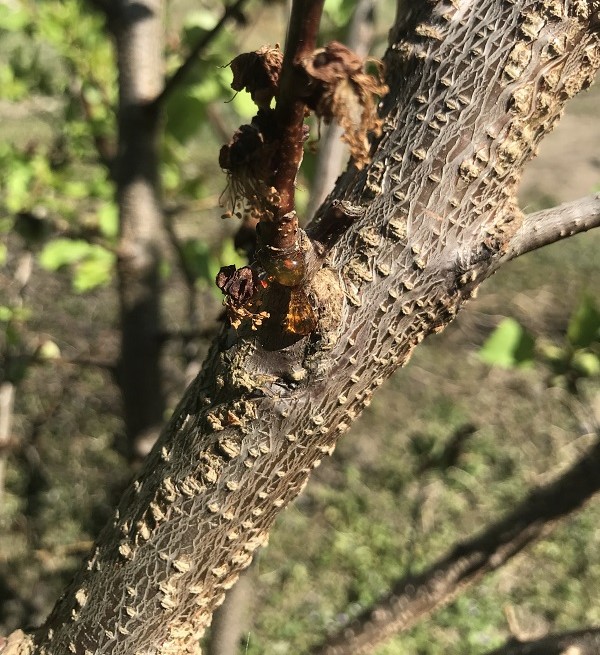 Monília tünete: mézgásodás