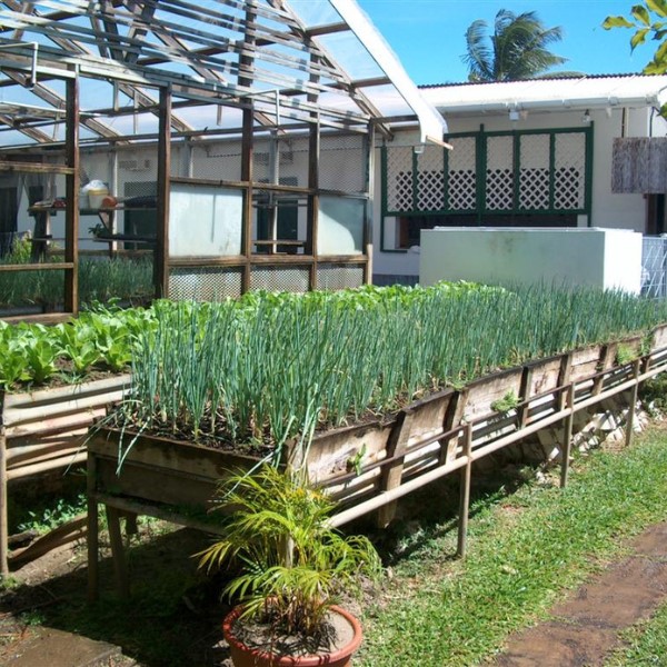 Építsünk együtt fűszerkertet: a magas ágyas kialakítása jó ötlet! Miért? Hasznos tippek az oldalon!