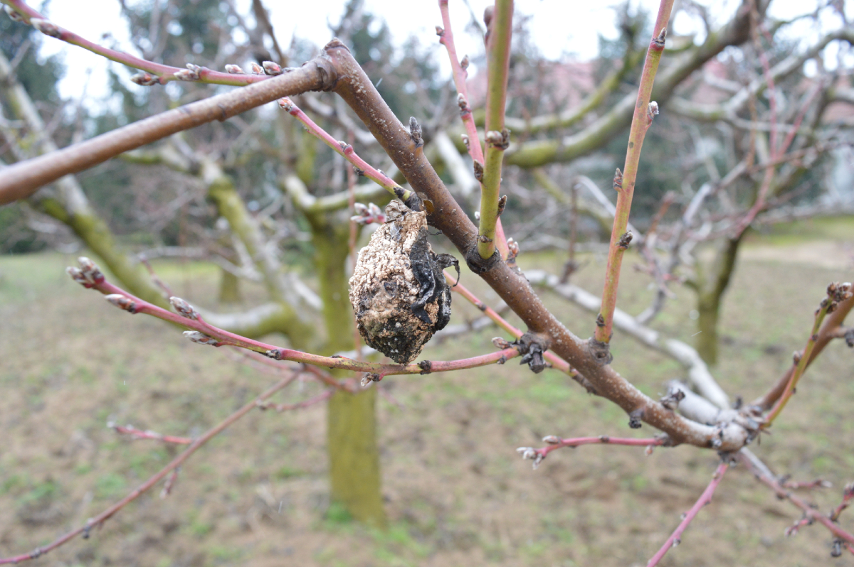 Decemberi teendőink kiskertünkben: a barack gyümölcsmúmiája. Hogyan védekezzünk? Hasznos tippek az oldalon!