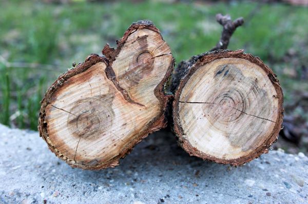 Gutatütéses kajszifa törzsének metszete. Jól láthatók az elhalt ágrészek, és az eltömődött szállítónyalábok