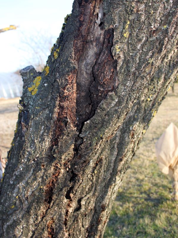 Kéregrák gutaütéses kajszi törzsén