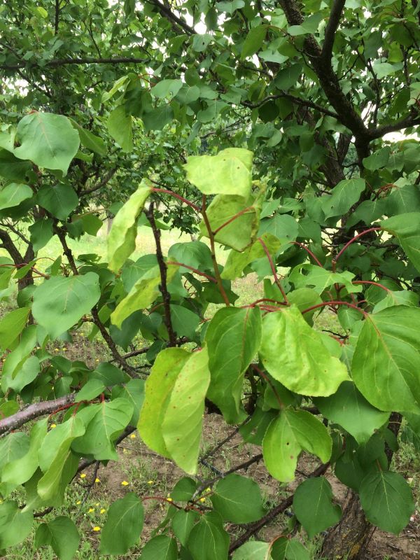 Kezdődő gutaütés (halványzöld, kanalasodó levelek)