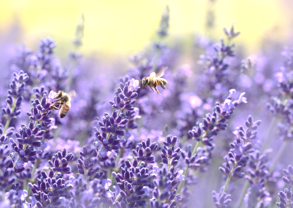 Hogyan teremtsünk méhbarát kertet? Például a levendulával! Ültessünk méhcsalogató növényeket! Hasznos tippek az oldalon!