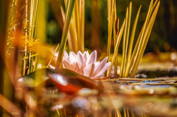 Novemberi teendőink kiskertünkben: a kerti tó a tél előtt. Hogyan gondozzuk? Mik az általános tudnivalók? 