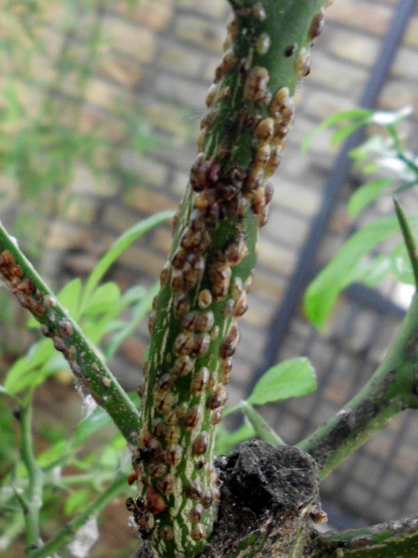 kagylós pajzstetvek citromfán