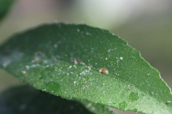 citruspajzstetű levélen