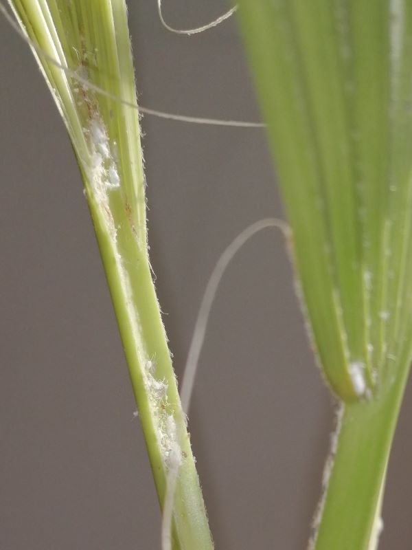 gyapjas pajzstetvek pálmán