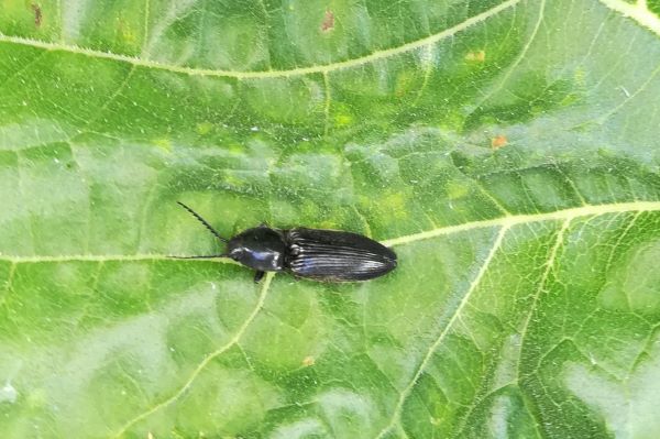 pattanóbogár imágó