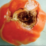 paradicsom-alternarias-betegseg