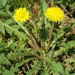 ketsziku-gyomok-gyep