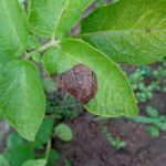 alternarias-betegseg-burgonya