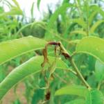 keleti-gyumolcsmoly-nektarin