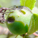 aranyos-eszeleny-kajszibarack