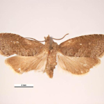 keleti-gyumolcsmoly-szilva