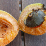 keleti-gyumolcsmoly-kajszibarack