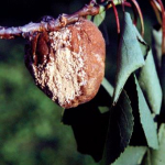 monilia-kajszibarack