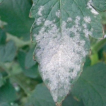 lisztharmat-paradicsom